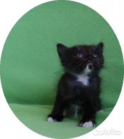 Чёрные, черно-белые котята - плюшевые детки купить на Зозу.ру - фотография № 3