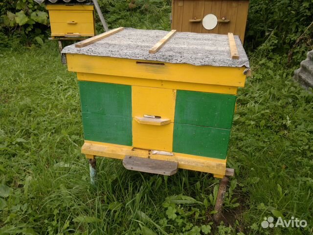 Семьи пчёл купить на Зозу.ру - фотография № 2