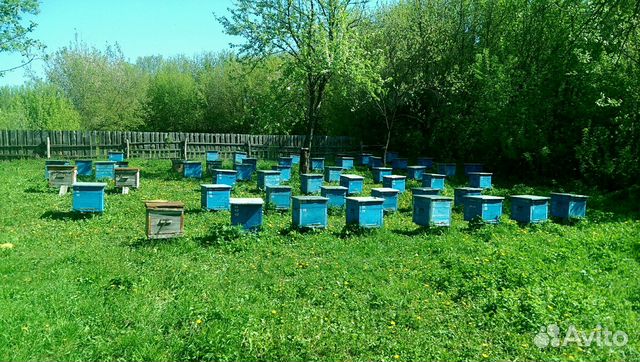 Пчелосемьи,Пчелопакеты