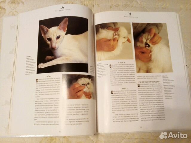 Энциклопедия кошек Энциклопедия кошек