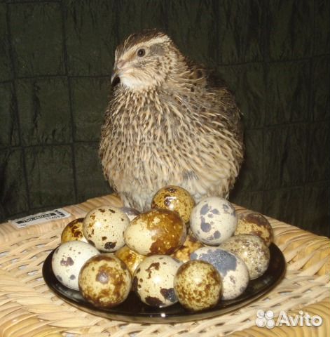 Инкубационные яйца перепелов породы: купить на Зозу.ру - фотография № 4
