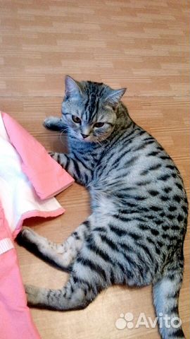 Кот на вязку