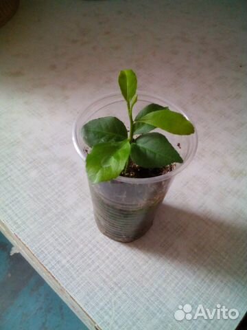 Фикус Бенджамина,декабрист,лимон,алоэ лечебный