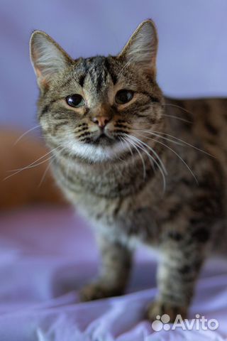 Арфа, кошка в самую лучшую семью Арфа, кошка в самую лучшую семью