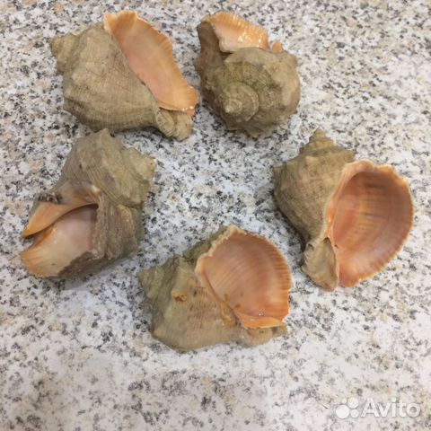 Морские ракушки (рапаны)