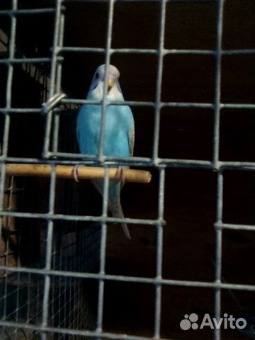 Волнистые попугайчики купить на Зозу.ру - фотография № 1