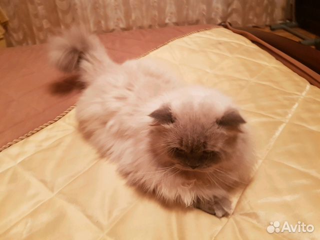 Шотландец прямоушка приглашает кошечку на вязку