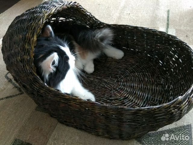 Лежанка для кота Лежанка для кота