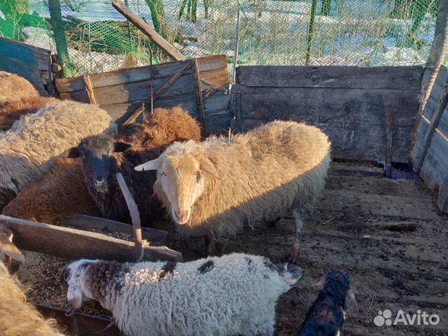 Овцы Курдючные породы с ягнятами купить на Зозу.ру - фотография № 2