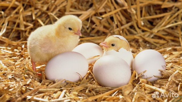 Куриное домашнее яйцо для инкубации купить на Зозу.ру - фотография № 1