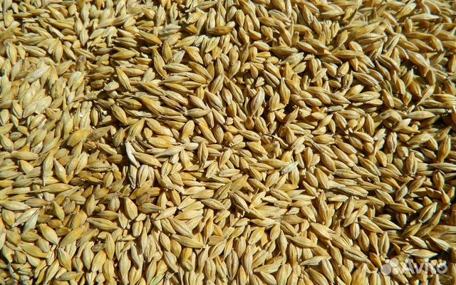 Продам ячмень, пшеницу купить на Зозу.ру - фотография № 1