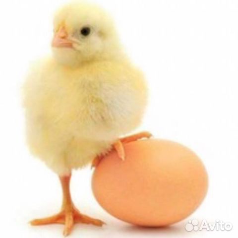 Яйца и цыплята купить на Зозу.ру - фотография № 1