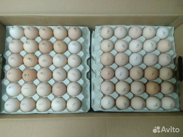 Инкубационные яйца бройлеров и молодняк купить на Зозу.ру - фотография № 1