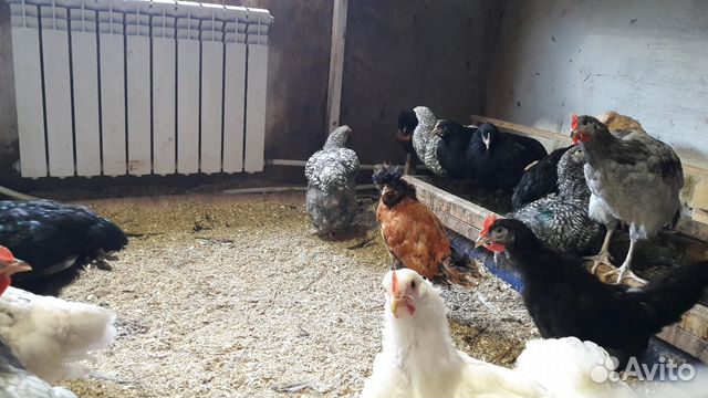 Цыплята-Молодки Породистые Домашние купить на Зозу.ру - фотография № 4