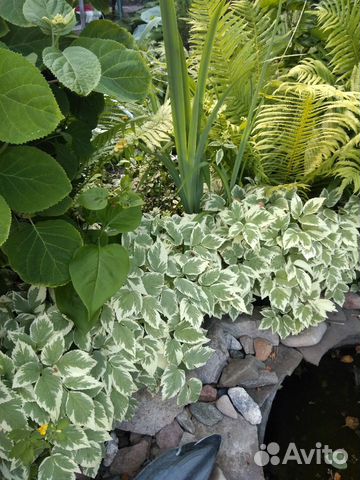 Цветы из своего сада