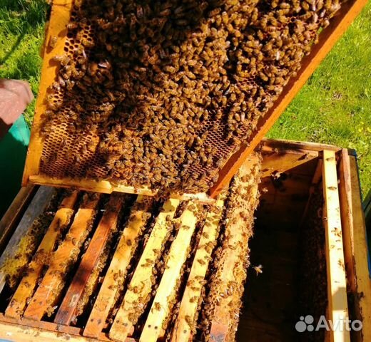 Продаю пчёлы купить на Зозу.ру - фотография № 10