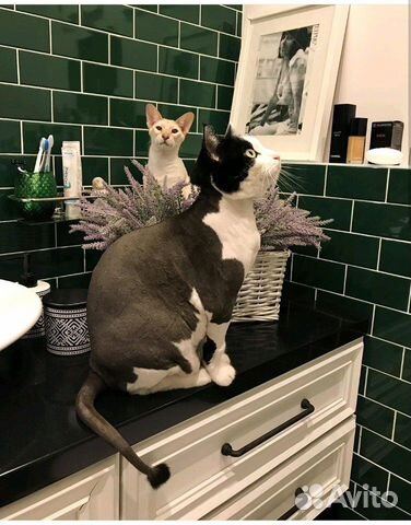 Экспресс-Стрижка кошек котов Экспресс-Стрижка кошек котов