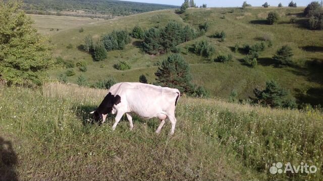 Продам молоко парное, яйцо куриное