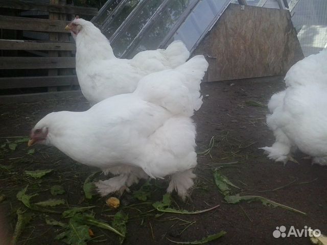 Инкубационное яйцо элитных породистых птиц купить на Зозу.ру - фотография № 1
