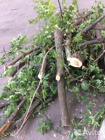 Дрова Бесплатно