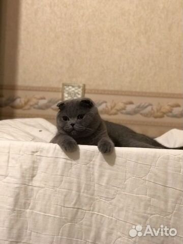 Ищем кошку для вязки Ищем кошку для вязки