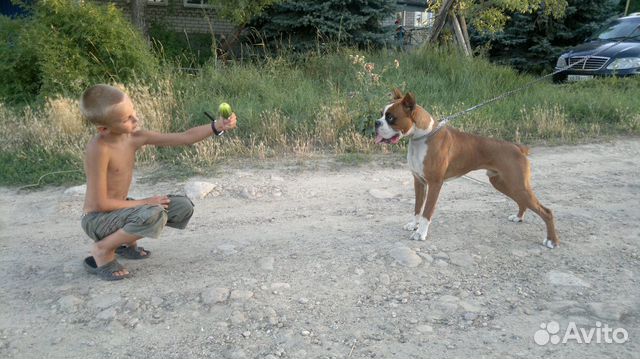 Вязка, кобель боксер купить на Зозу.ру - фотография № 1