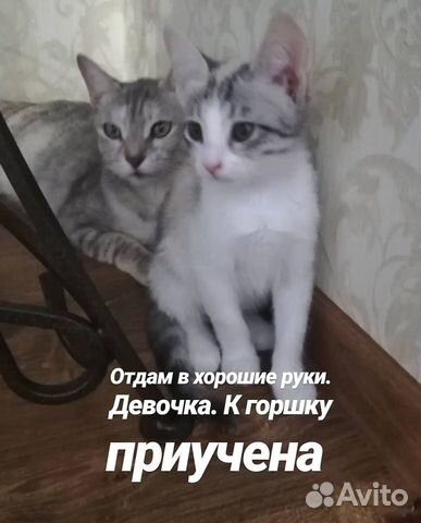 Открытки отдам в добрые руки