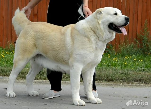 Параметры собаки среднеазиатской овчарки. Алабай собака характеристика. Среднеазиатская овчарка стандарт породы. Алабай собака характеристика. Тигровая среднеазиатская овчарка.