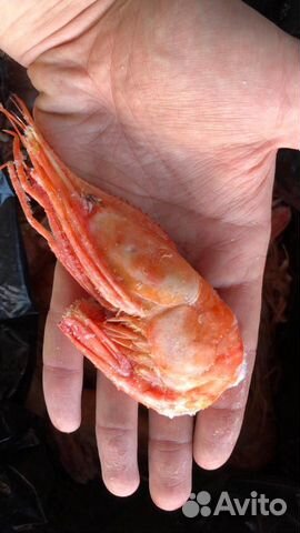 Креветка ботан или гребенчатая Креветка ботан или гребенчатая