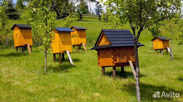 Пчелы с оборудованием купить на Зозу.ру - фотография № 1