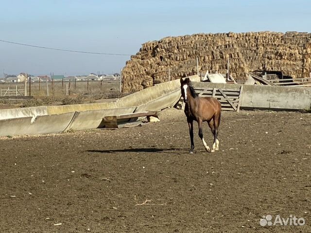 Продаю лошадей купить на Зозу.ру - фотография № 5