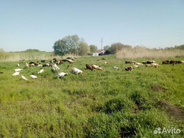 Овцы бараны курдючной породы козы козлята нубийски купить на Зозу.ру - фотография № 1