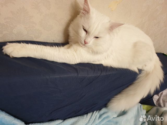 Котик вязка