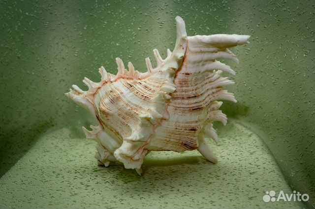 Авито морские. Коллекционирование ракушек. Авито морские. Авито морские. Ракушки цветные.