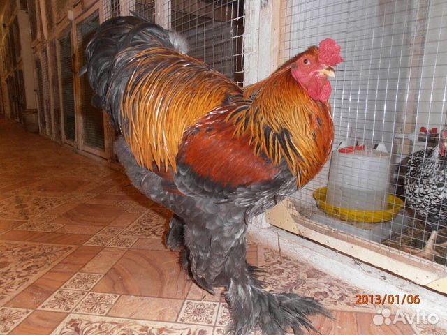Инкубационное яйцо, цыплята купить на Зозу.ру - фотография № 2