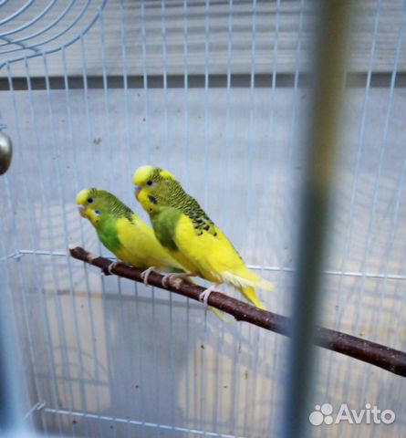 Волнистые попугайчики купить на Зозу.ру - фотография № 6