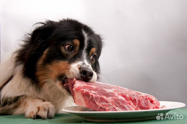 Натуральное питание-здоровье вашей собаки купить на Зозу.ру - фотография № 6