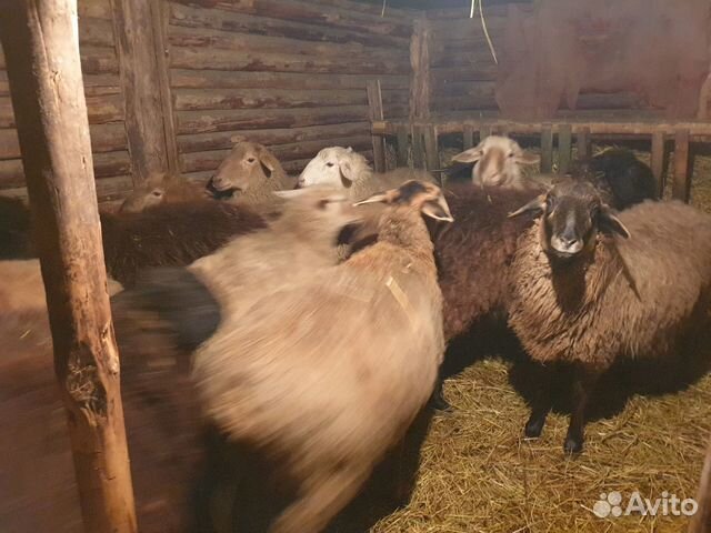 Полукурдючные овцы, ярки купить на Зозу.ру - фотография № 3