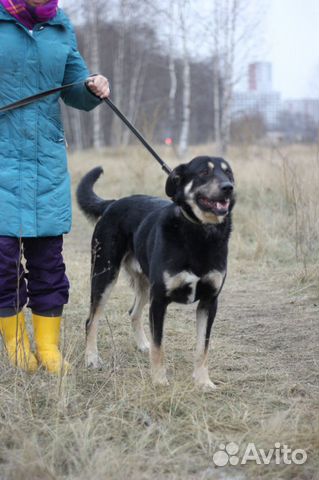 Собака Фрост в добрые руки купить на Зозу.ру - фотография № 1