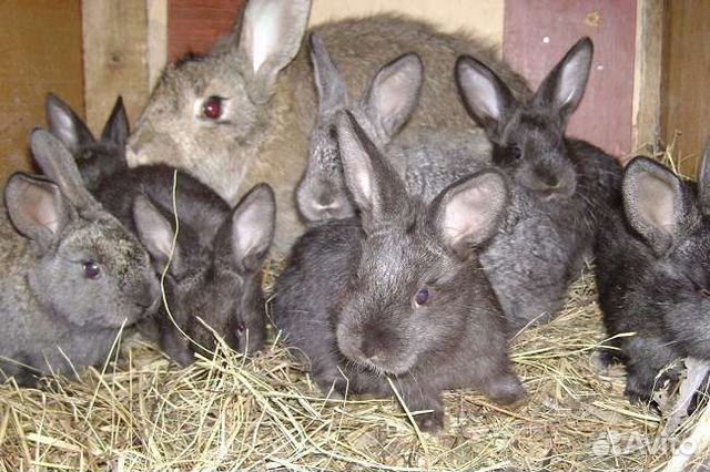 Продам кроликов калифорнийцев купить на Зозу.ру - фотография № 5