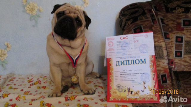 Предлагается титулованный кобель мопса для вязки купить на Зозу.ру - фотография № 2