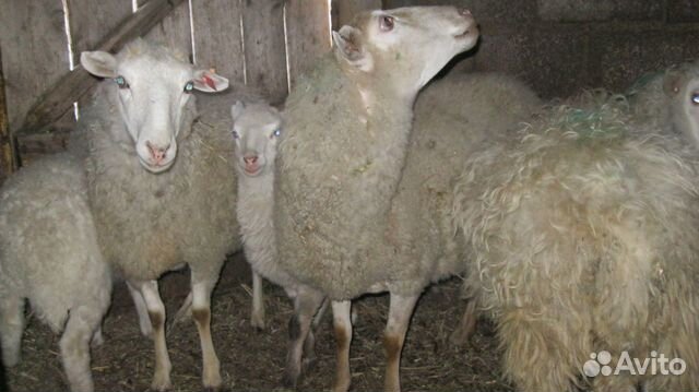 Овцы,бараны,молодняк мелкого рогатого скота купить на Зозу.ру - фотография № 6