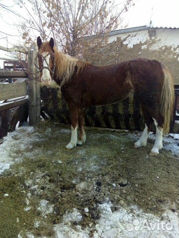 Лошадь жорга купить на Зозу.ру - фотография № 1
