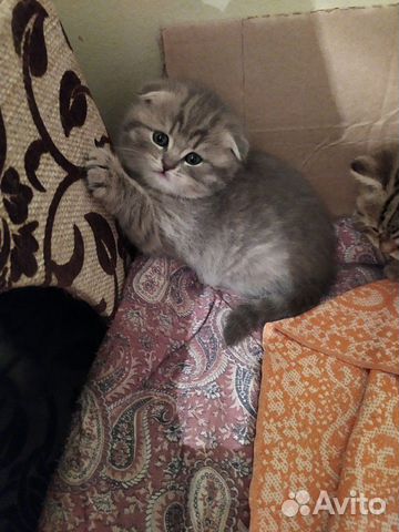 Шотландская