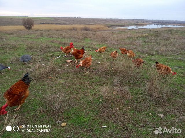 Падуаны,кохинхины,японские,испанка