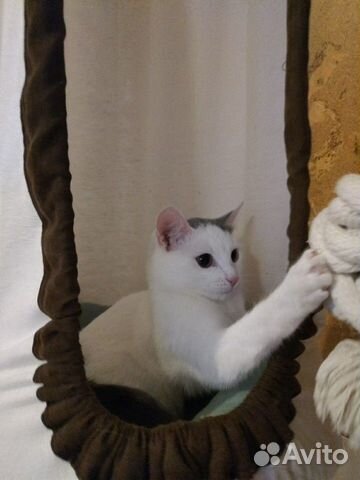 Кошка, котёнок бесплатно купить на Зозу.ру - фотография № 3