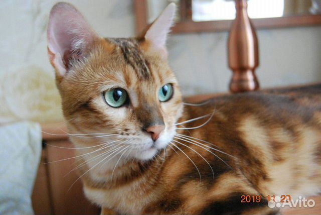 Вязка.Ищем Бенгальского кота для вязки купить на Зозу.ру - фотография № 2