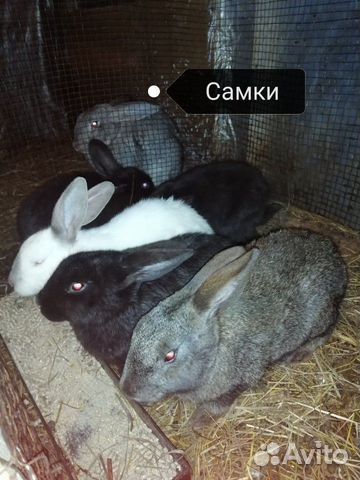Кролики мясные купить на Зозу.ру - фотография № 1