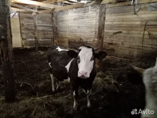 Бык и корова купить на Зозу.ру - фотография № 4