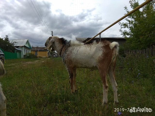 Нубийский козел купить на Зозу.ру - фотография № 1
